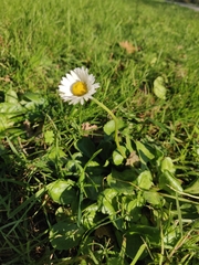 Bellis perennis