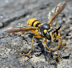 Leopoldius coronatus