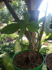 Araceae