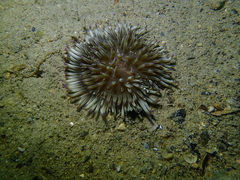 Heteractis