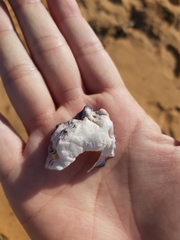 Saccostrea glomerata