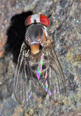 Leucophenga maculata