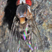 Leucophenga maculata - Photo (c) faluke,  זכויות יוצרים חלקיות (CC BY-NC), הועלה על ידי faluke