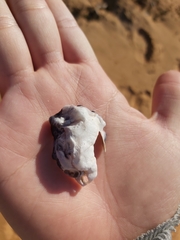 Saccostrea glomerata