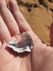 Saccostrea glomerata