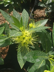 Xanthostemon chrysanthus