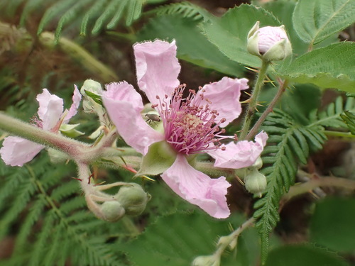 White-spiked Bramble (Rubus leucostachys)