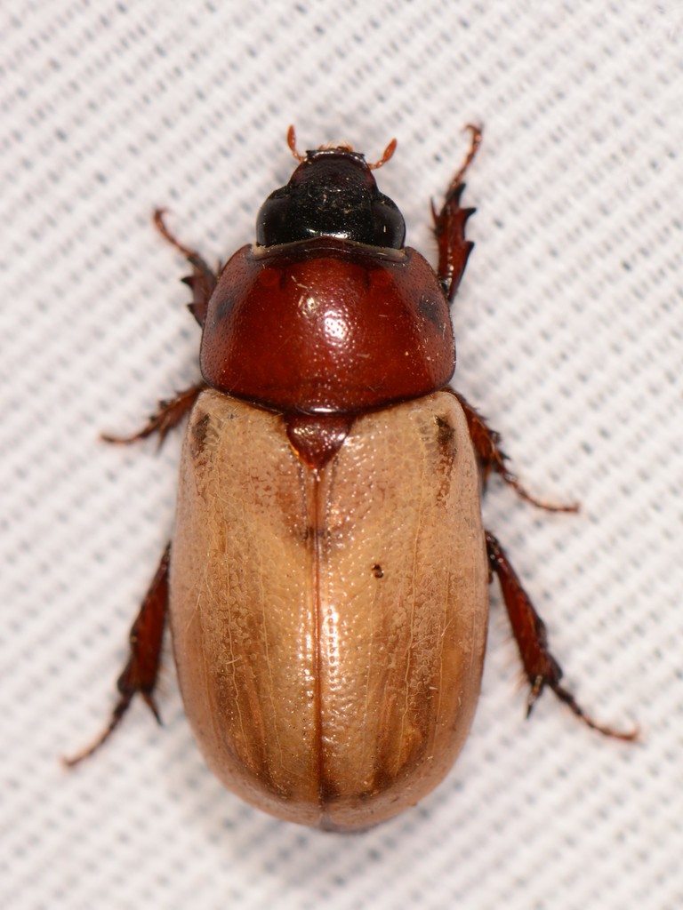 Cyclocephala melanocephala