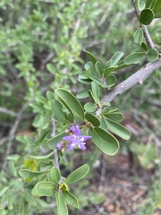 Ehretia rigida nervifolia