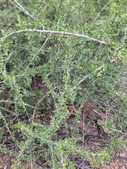 Ehretia rigida nervifolia