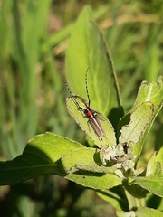 Apagomerella versicolor