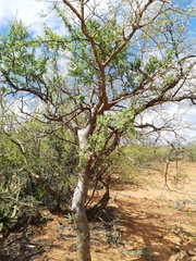 Commiphora neglecta