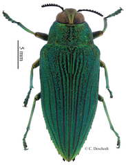 Evides pubiventris