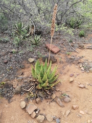 Aloe aculeata