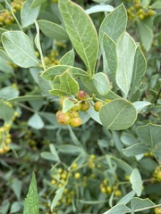 Searsia zeyheri