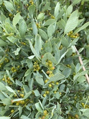 Searsia zeyheri
