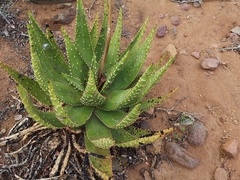 Aloe aculeata
