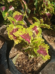Coleus scutellarioides