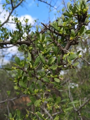 Pyrostria hystrix