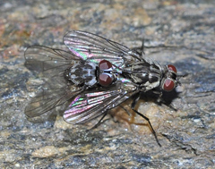 Limnophora maculosa