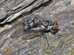 Limnophora maculosa