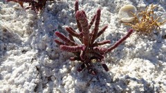 Microcnemum coralloides