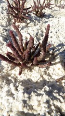 Microcnemum coralloides