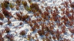 Microcnemum coralloides