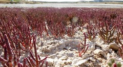 Microcnemum coralloides