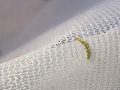 Bucculatrix bechsteinella