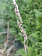 Poaceae