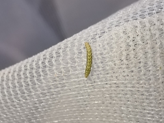 Bucculatrix bechsteinella