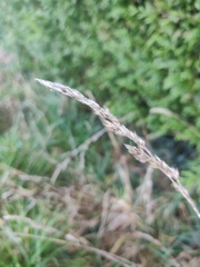 Poaceae