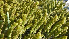 Arthrocaulon macrostachyum