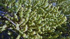 Arthrocaulon macrostachyum