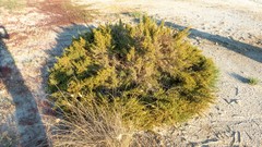 Arthrocaulon macrostachyum