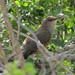 Puerto Rican Lizard-Cuckoo - Photo (c) Rob Van Epps, some rights reserved (CC BY-NC), uploaded by Rob Van Epps
