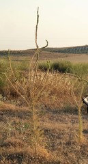 Reseda suffruticosa