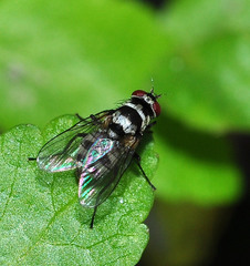 Limnophora obsignata