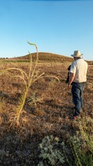 Reseda suffruticosa