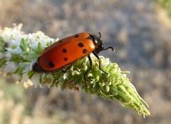Hycleus scutellatus