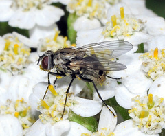 Limnophora quaterna