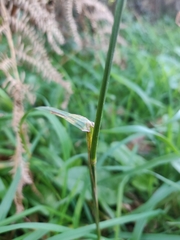 Dactylis glomerata