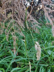 Dactylis glomerata
