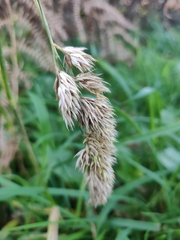 Dactylis glomerata