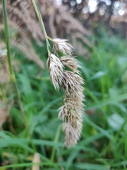 Dactylis glomerata