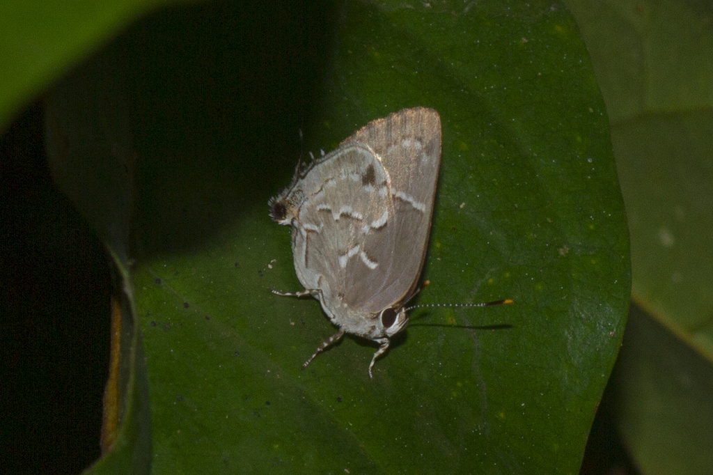Celmia anastomosis