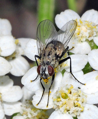 Limnophora quaterna