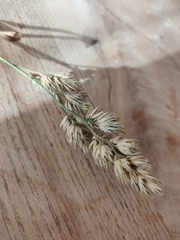 Dactylis glomerata