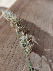 Dactylis glomerata